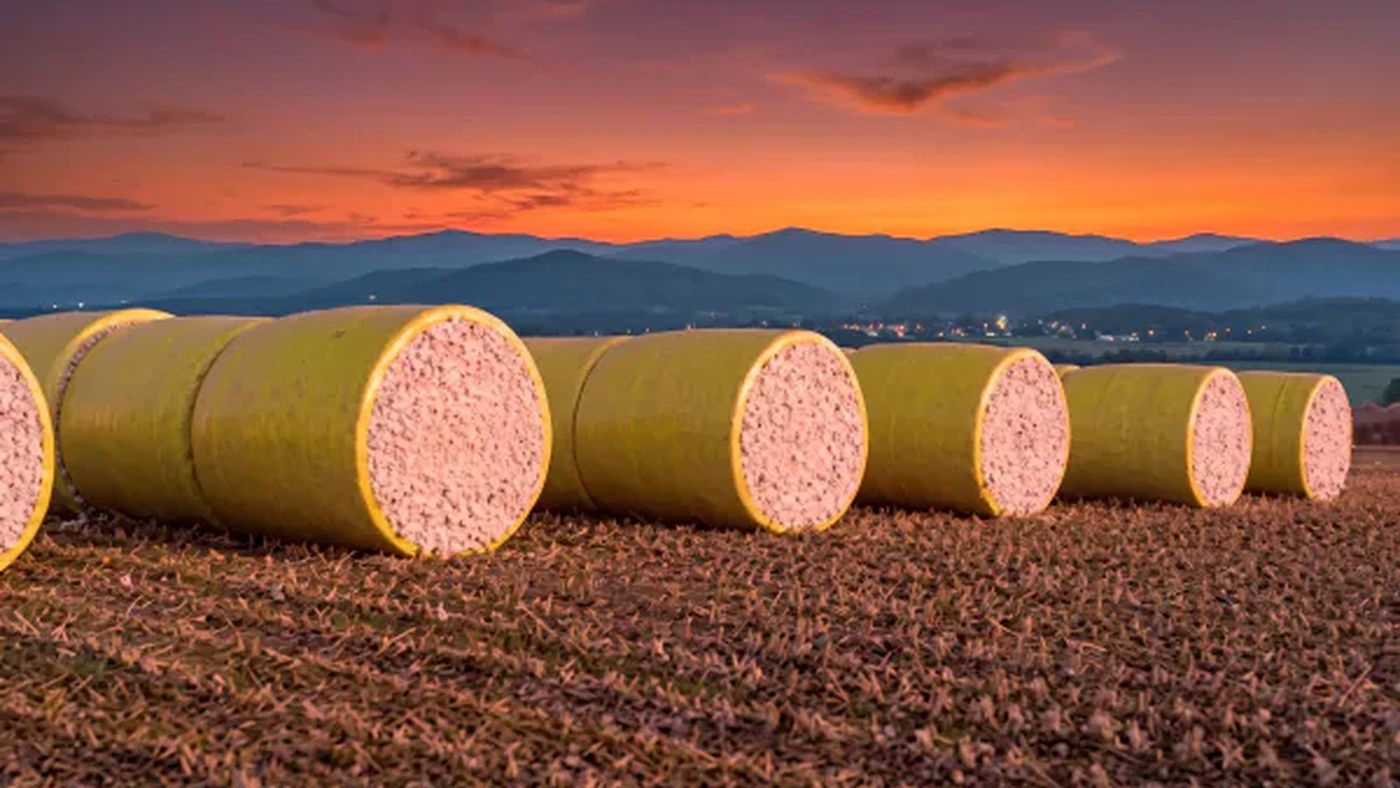 Wrapped cotton modules at sunset